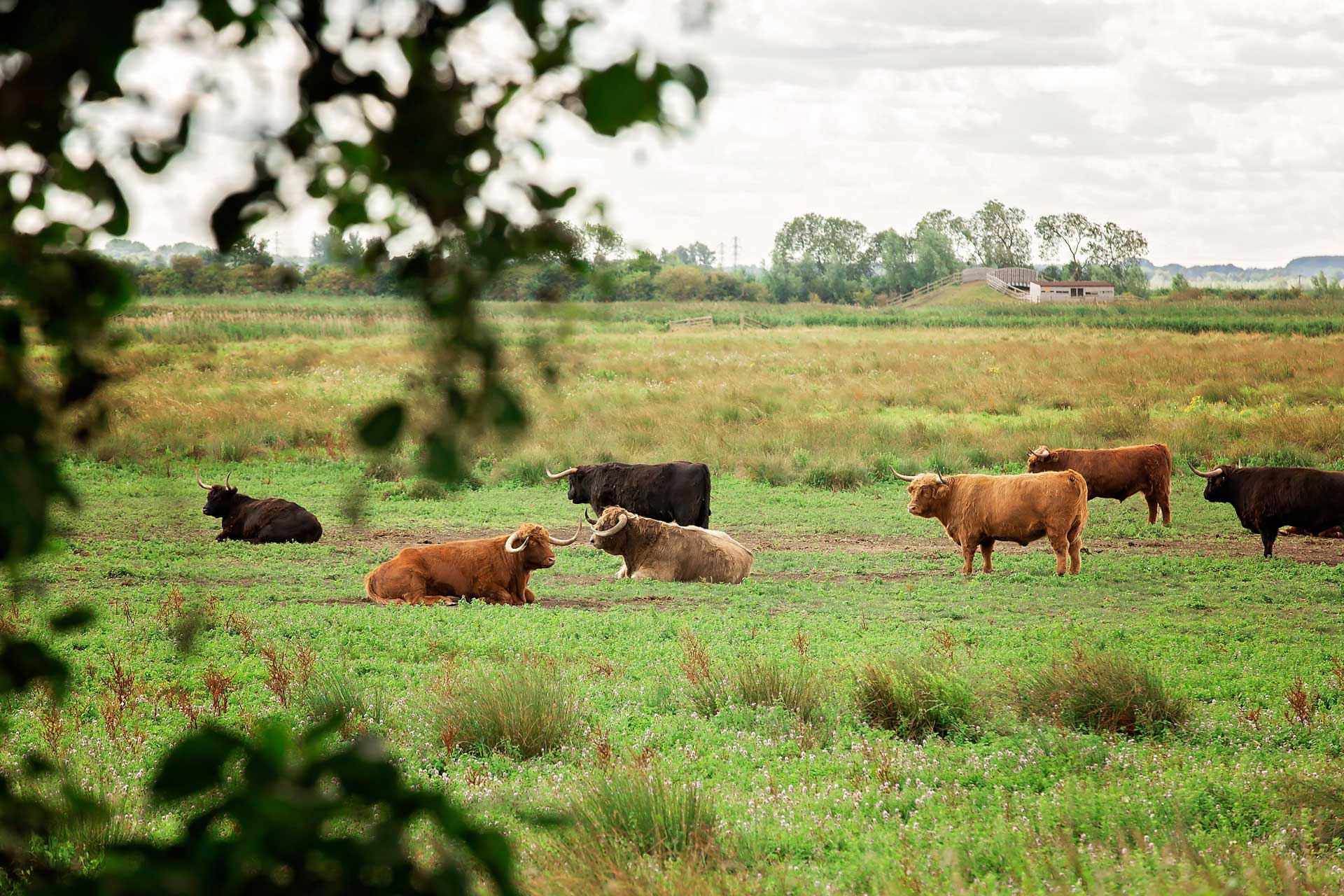 Explore East Cambridgeshire - image of bulls in a field